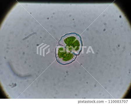 Tsuzumimo shaped like a drum 110083707