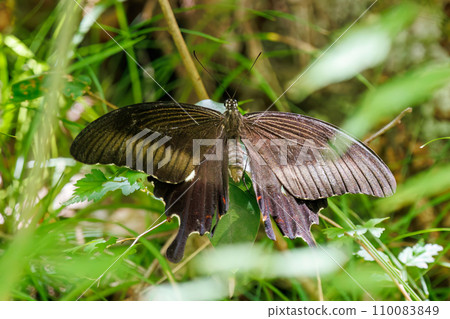 Beautiful Monk swallowtail (Papiliodae). At Hayatogawa Forest Road, Sagamihara City, Kanagawa Prefecture, Japan. August 2023 1 Beautiful Monk swallowtail (Papiliodae). At Hayatogawa Forest Road, Sagamihara City, Kanagawa Prefecture, Japan. August 2023 1 110083849