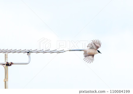 Beautiful long-tailed tit (Corvidae) in flight at Kasai Rinkai Park, Edogawa Ward, Tokyo, Japan. Photo taken on August 14, 2023 Beautiful long-tailed tit (Corvidae) in flight at Kasai Rinkai Park, Edogawa Ward, Tokyo, Japan. Photo taken on August 14, 2023 110084199
