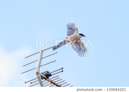 日本東京江戶川區葛西臨海公園，美麗的長尾山雀（Corvidae）正在飛行。照片拍攝於 2023 年 8 月 14 日 110084201