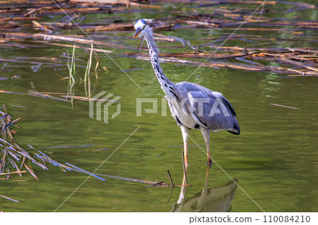 A beautiful heron (Heronidae) resting. At Kasai Rinkai Park, Edogawa Ward, Tokyo, Japan. August 14, 2023 A beautiful heron (Heronidae) resting. At Kasai Rinkai Park, Edogawa Ward, Tokyo, Japan. August 14, 2023 110084210