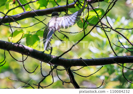 可愛的小長尾(Corvidae)。位於日本東京江戶川區葛西臨海公園。照片拍攝於 2023 年 8 月 14 日 可愛的小長尾(Corvidae)。位於日本東京江戶川區葛西臨海公園。照片拍攝於 2023 年 8 月 14 日 110084232