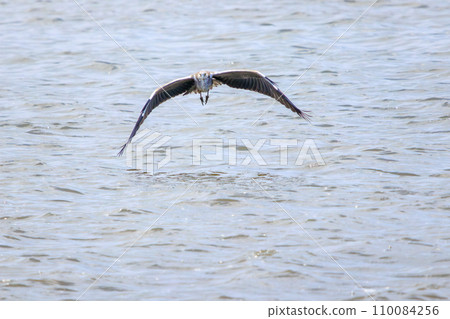 A beautiful gray heron (Heronidae) in flight. At Kasai Rinkai Park, Edogawa Ward, Tokyo, Japan. August 14, 2023 110084256