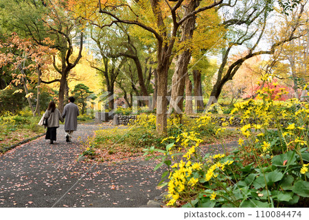 A couple taking a walk in Hibiya Park, colored with autumn leaves 110084474