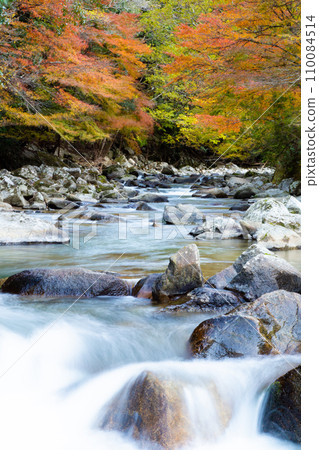 秋天的落葉和清澈的溪流 秋天的落葉和清澈的溪流 110084514