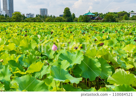 荷花池風景與藍天 110084521