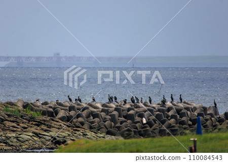 一群鸕鶿(鸕鶿科)和其他動物聚集在岸邊。位於日本東京江戶川區葛西臨海公園。 2023 年 8 月 14 日 一群鸕鶿(鸕鶿科)和其他動物聚集在岸邊。位於日本東京江戶川區葛西臨海公園。 2023 年 8 月 14 日 110084543
