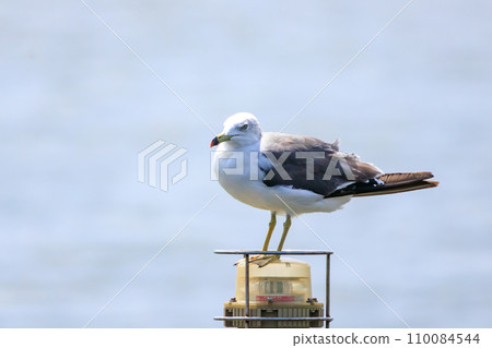 一隻美麗的黑尾黑尾鷗（海鷗家族）正在休息。位於日本東京江戶川區葛西臨海公園。 2023 年 8 月 14 日 110084544