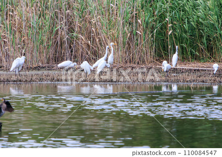 Beautiful Great Egret (Heronidae) and other flocks. At Kasai Rinkai Park, Edogawa Ward, Tokyo, Japan. August 14, 2023 Beautiful Great Egret (Heronidae) and other flocks. At Kasai Rinkai Park, Edogawa Ward, Tokyo, Japan. August 14, 2023 110084547