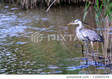 A beautiful heron (Heronidae) resting. At Kasai Rinkai Park, Edogawa Ward, Tokyo, Japan. August 14, 2023 A beautiful heron (Heronidae) resting. At Kasai Rinkai Park, Edogawa Ward, Tokyo, Japan. August 14, 2023 110084548