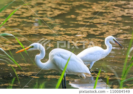 Beautiful Great Egret (Heronidae) and other flocks. At Kasai Rinkai Park, Edogawa Ward, Tokyo, Japan. August 14, 2023 Beautiful Great Egret (Heronidae) and other flocks. At Kasai Rinkai Park, Edogawa Ward, Tokyo, Japan. August 14, 2023 110084549