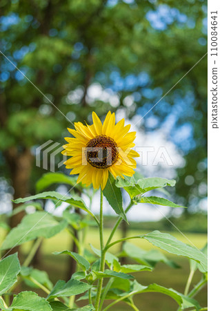 Sunflowers blooming beautifully against a clear summer sky Sunflowers blooming beautifully against a clear summer sky 110084641