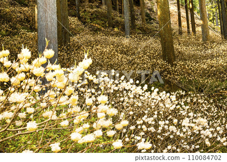 不動尻三俁殖民地 110084702