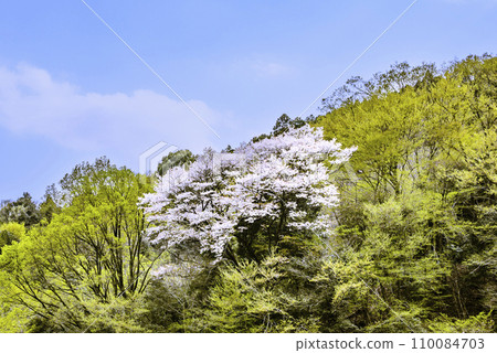 山上盛開的大樹上的櫻花 山上盛開的大樹上的櫻花 110084703