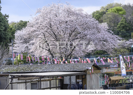 櫻花盛開、鯉魚旗飄揚的景色 110084706