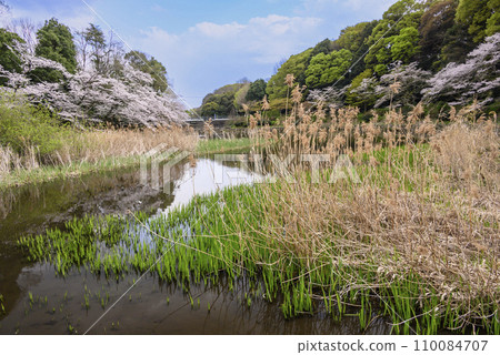 View of Oike with cherry blossoms blooming 110084707