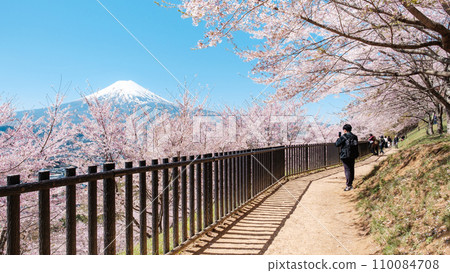Arakurayama Sengen Park (spring) 110084708