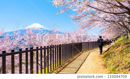 Arakurayama Sengen Park (spring) Arakurayama Sengen Park (spring) 110084709