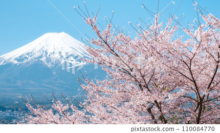 櫻花和富士山(新倉山淺間公園) 櫻花和富士山(新倉山淺間公園) 110084770