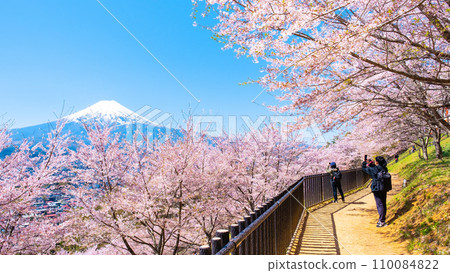 新倉山淺間公園（春季） 110084822