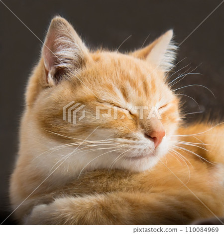 Sleeping cat 110084969