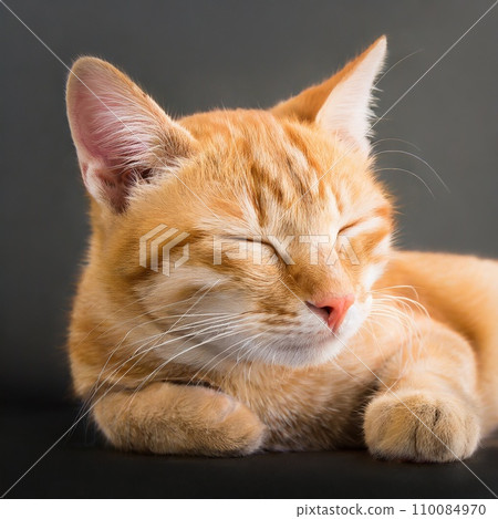 Sleeping cat 110084970