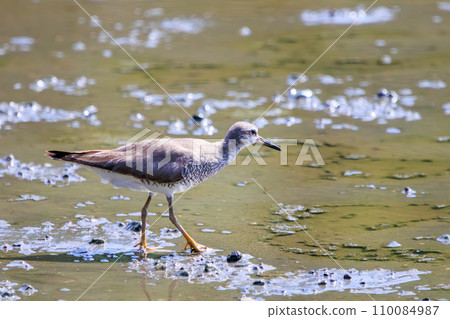 A cute yellow sandpiper (Liberidae) looking for food. At Kasai Rinkai Park, Edogawa Ward, Tokyo, Japan. August 14, 2023 110084987