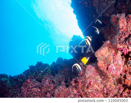 大型軟珊瑚和美麗的紅魚群（Chaetodonidae）和摩爾魚（Trinidae）等。 110085003