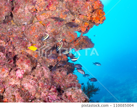 大型軟珊瑚和美麗的紅魚群（Chaetodonidae）和摩爾魚（Trinidae）等。 110085004