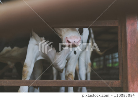 cow, cattle, cows 110085084