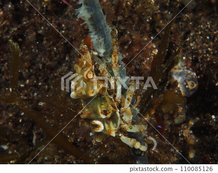 竹松和伊波異香蕉 竹松和伊波異香蕉 110085126