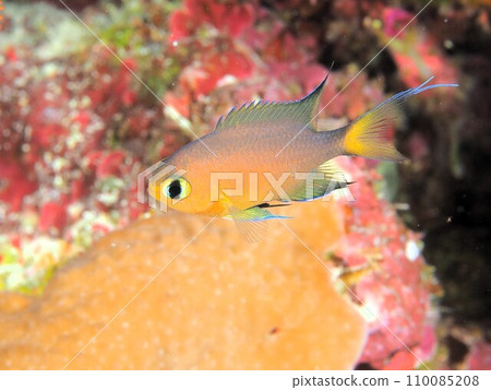 Young damselfish 110085208