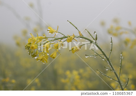 dew drops in a foggy field 110085367