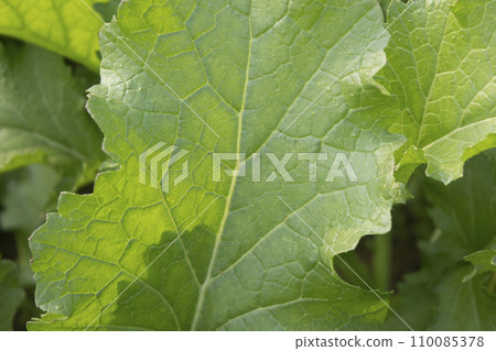 Close up of mustard leaves in the vegetable garden 110085378
