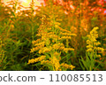 Yellow ragweed 110085513