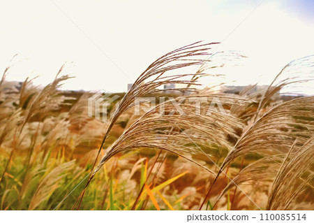 川原的Susuki 110085514