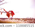 Autumn leaves cherry leaves 110085515