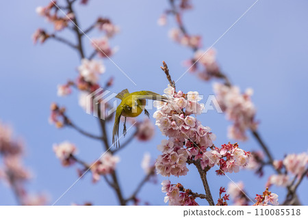 Breathe in cherry blossoms in full bloom Breathe in cherry blossoms in full bloom 110085518
