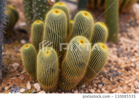 Echinocactus grusonii or Golden Barrel Cactus without flowers close up 110085535