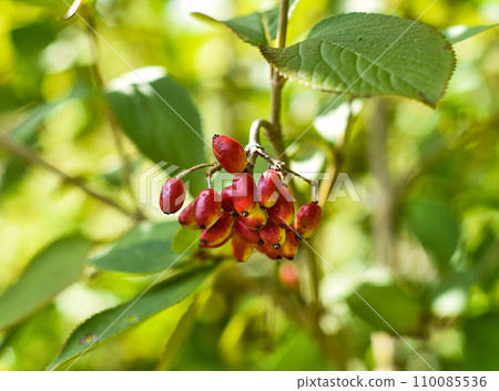Viburnum burejaeticum berries growing in Russian Far East Viburnum burejaeticum berries growing in Russian Far East 110085536