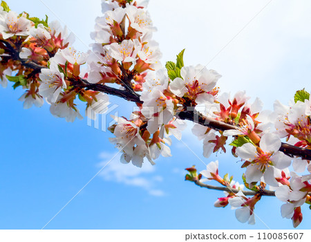 Cherry blossoming branches with white flowers on the blue sky background on spring day Cherry blossoming branches with white flowers on the blue sky background on spring day 110085607