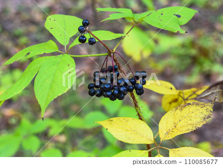 Berries of Eleutherococcus senticosus growing in Far East of Russia 110085677