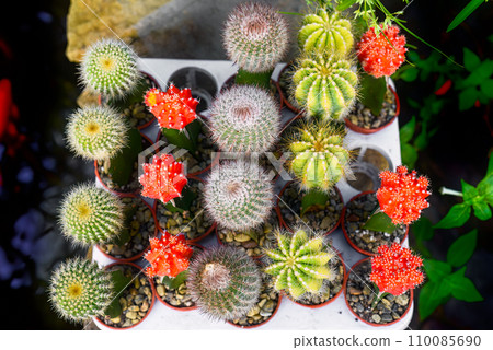 Many potted cacti at a flower market Many potted cacti at a flower market 110085690