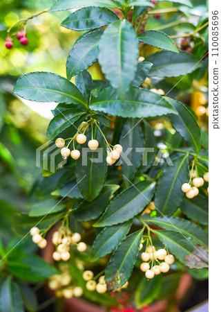 Ardisia crenata Alba growing in Far East of Russia Ardisia crenata Alba growing in Far East of Russia 110085696