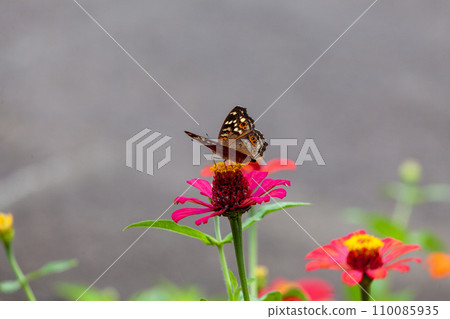 Butterfly on a red flower in a garden in Indonesia 110085935