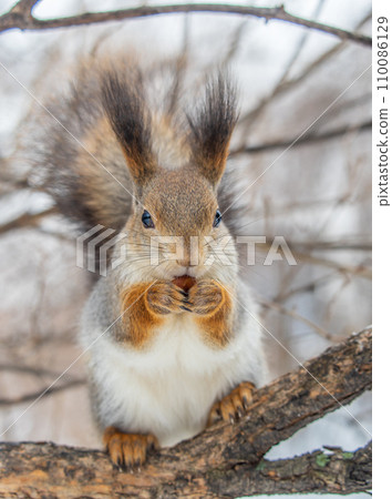 The squirrel with nut sits on tree in the winter or late autumn 110086129
