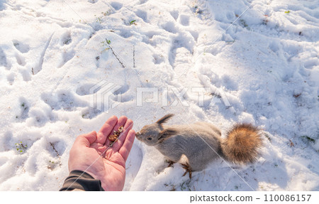 Squirrel eats nuts from a man's hand. Caring for animals in winter or autumn. 110086157