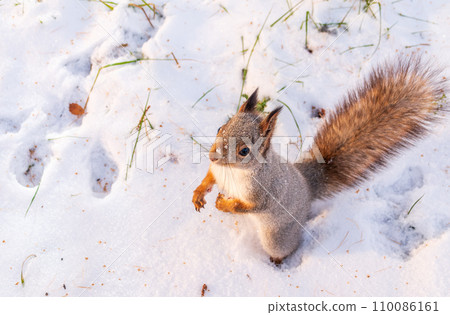 The squirrel funny standing on its hind legs on the white snow 110086161
