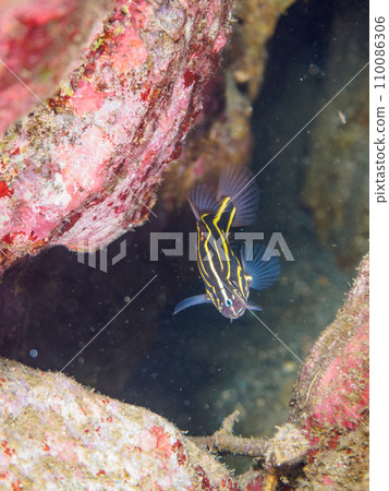 A mysterious young nunosarashi (grouper family) in an underwater cave on Hirizo Beach. Transfer from Nakagi, Minamiizu Town, Kamo District, Izu Peninsula, Shizuoka Prefecture A mysterious young nunosarashi (grouper family) in an underwater cave on Hirizo Beach. Transfer from Nakagi, Minamiizu Town, Kamo District, Izu Peninsula, Shizuoka Prefecture 110086306