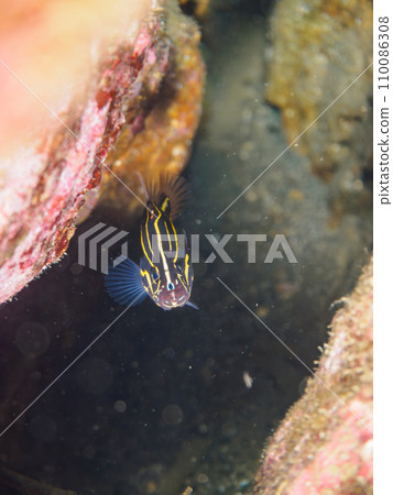 A mysterious young nunosarashi (grouper family) in an underwater cave on Hirizo Beach. Transfer from Nakagi, Minamiizu Town, Kamo District, Izu Peninsula, Shizuoka Prefecture A mysterious young nunosarashi (grouper family) in an underwater cave on Hirizo Beach. Transfer from Nakagi, Minamiizu Town, Kamo District, Izu Peninsula, Shizuoka Prefecture 110086308